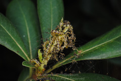 Gymnoscelis tristrigosa