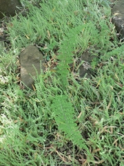 Anemia vestita