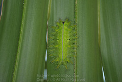 Quasithosea obliquistriga