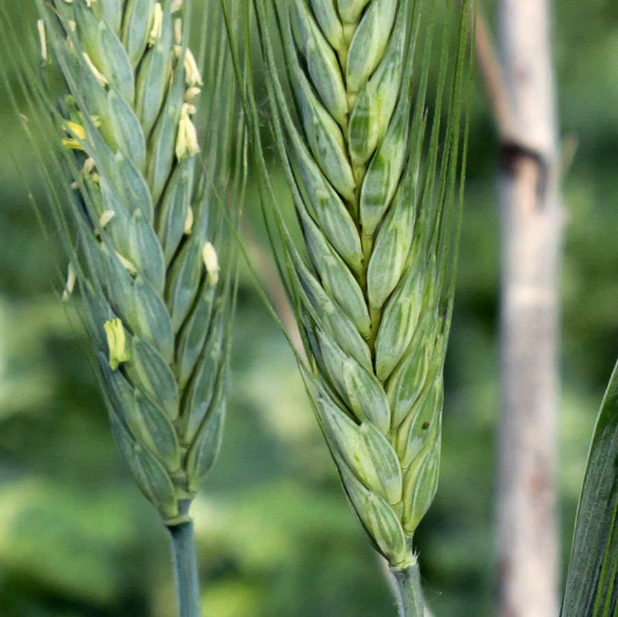 octoploid triticale