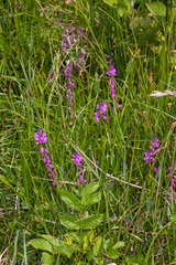 Polygala nicaeensis