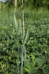 × triticosecale rimpaui