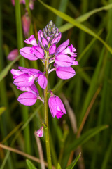 Polygala nicaeensis