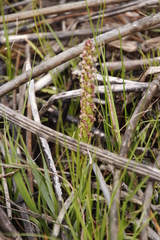 Disa obtusa