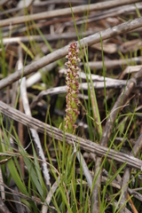 Disa obtusa