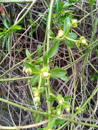 Euphorbia orthoclada