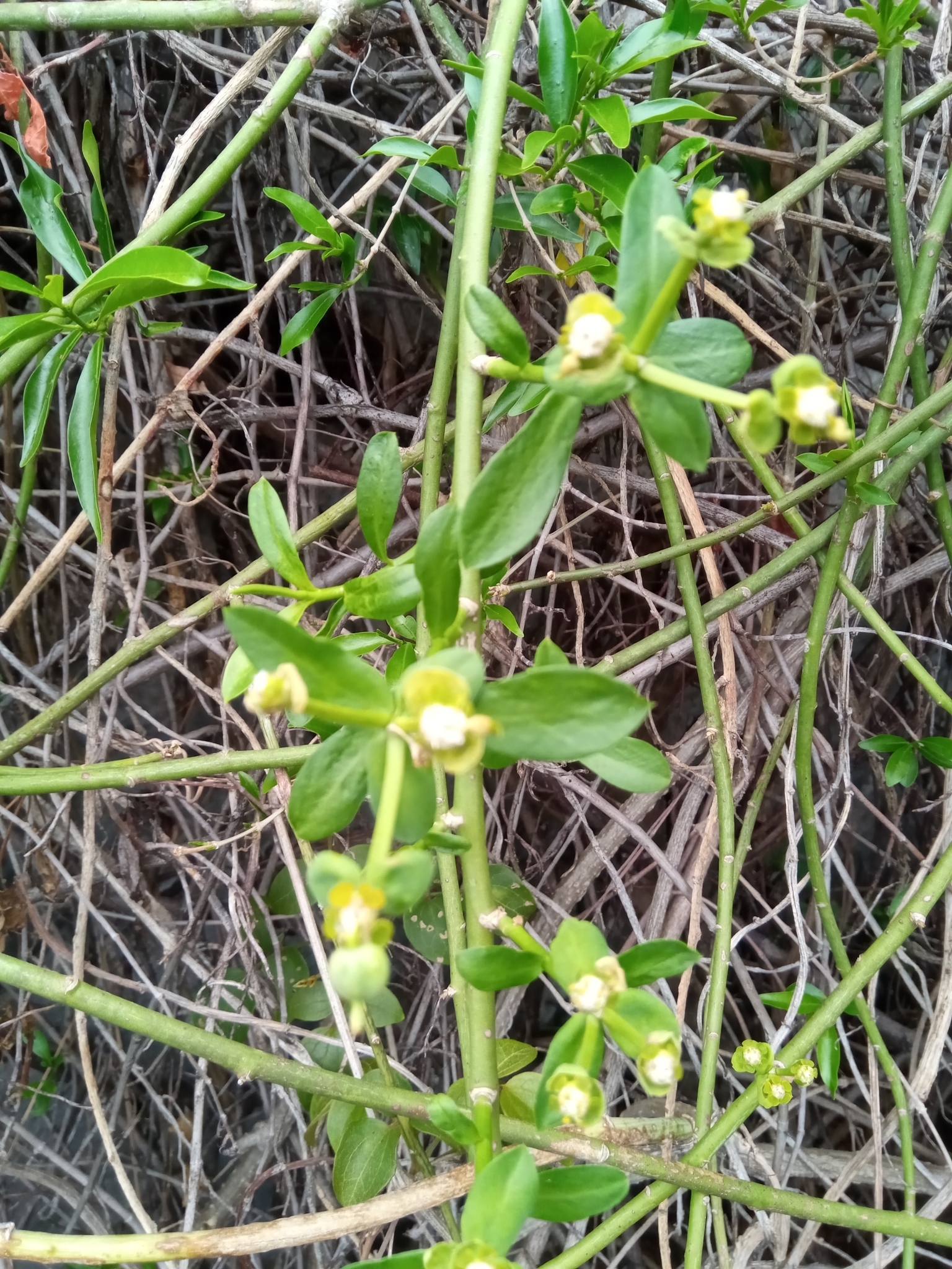 Euphorbia orthoclada