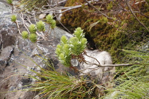 Image of Ursinia caledonica by (c) Tony Rebelo, some rights reserved (CC BY-SA)