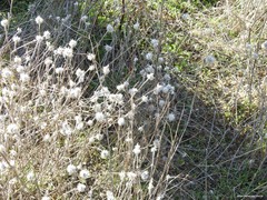 Trifolium hirtum