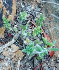 Trichodiadema strumosum