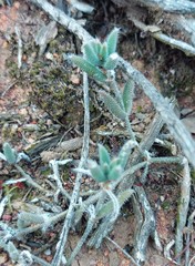 Trichodiadema strumosum