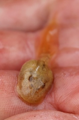 Heleophryne purcelli