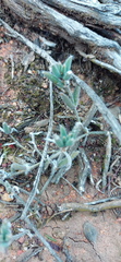 Trichodiadema strumosum