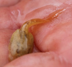 Heleophryne purcelli