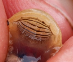 Heleophryne purcelli