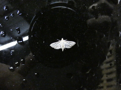 Marasmia cochrusalis