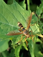 Neosaropogon