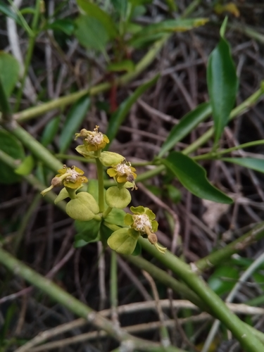 Euphorbia orthoclada image