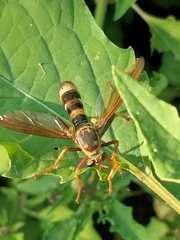 Neosaropogon