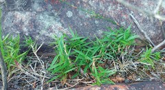 Urochloa serrata