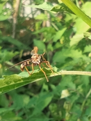 Neosaropogon