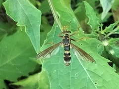 Neosaropogon