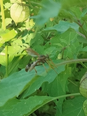 Neosaropogon