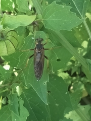 Neosaropogon