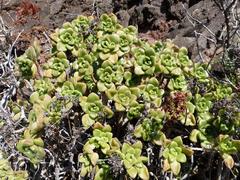 Aeonium lindleyi image