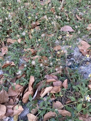 Tridax procumbens
