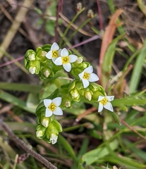 Sebaea albidiflora