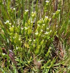 Sebaea albidiflora