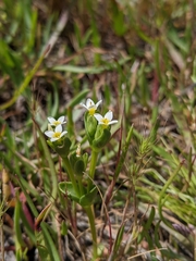 Sebaea albidiflora