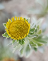 Asteriscus intermedius image