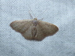 Idaea obsoletaria