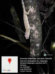 Gekko gecko