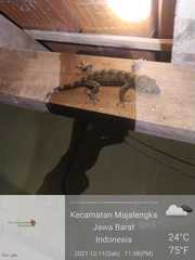 Gekko gecko