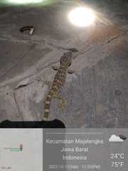 Gekko gecko