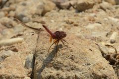 Trithemis annulata