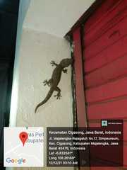 Gekko gecko