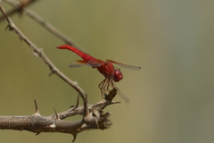 Brachythemis lacustris