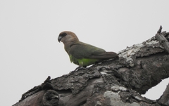 Poicephalus cryptoxanthus