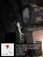 Gekko gecko