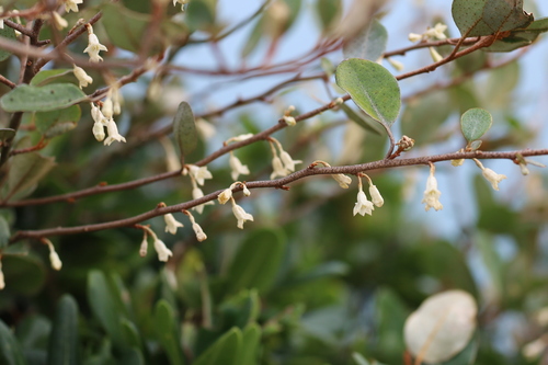 Elaeagnus macrophylla iNat (1)
