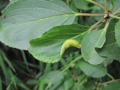 Trichochermes walkeri