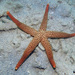 Yellow Mesh Sea Star - Photo (c) Jean Roger, some rights reserved (CC BY-NC-ND), uploaded by Jean Roger