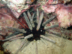 Phyllacanthus imperialis