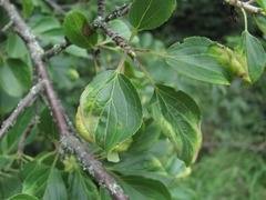 Trichochermes walkeri