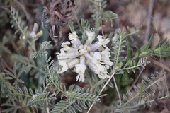 Sophora nuttalliana