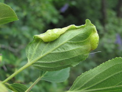 Trichochermes walkeri